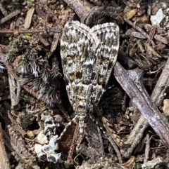 Scoparia syntaracta (A Pyralid moth) at Belconnen, ACT - 23 Sep 2023 by SteveBorkowskis