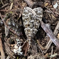 Scoparia syntaracta at Belconnen, ACT - 23 Sep 2023 02:39 PM