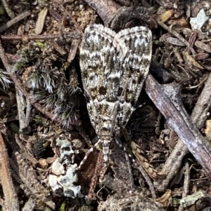 Scoparia syntaracta at Belconnen, ACT - 23 Sep 2023