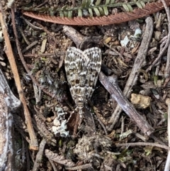 Scoparia syntaracta at Belconnen, ACT - 23 Sep 2023 02:39 PM