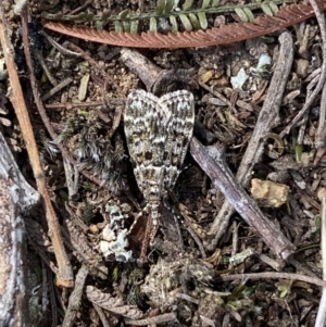 Scoparia syntaracta at Belconnen, ACT - 23 Sep 2023 02:39 PM