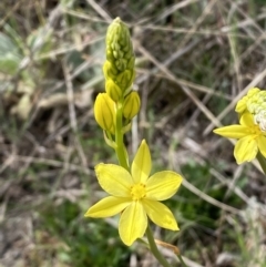 Bulbine glauca (Rock Lily) at Belconnen, ACT - 23 Sep 2023 by SteveBorkowskis