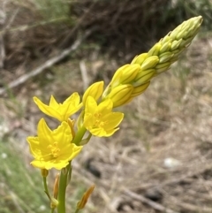 Bulbine glauca at Belconnen, ACT - 23 Sep 2023 02:46 PM