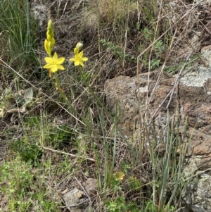 Bulbine glauca at Belconnen, ACT - 23 Sep 2023 02:46 PM