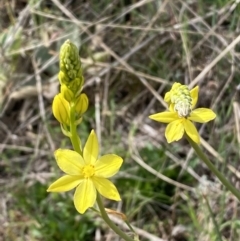 Bulbine glauca at Belconnen, ACT - 23 Sep 2023 02:46 PM