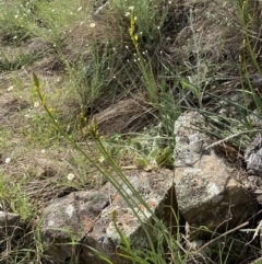 Bulbine glauca at Belconnen, ACT - 23 Sep 2023