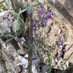 Glycine clandestina (Twining Glycine) at Lower Molonglo - 23 Sep 2023 by SteveBorkowskis