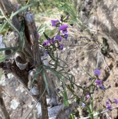 Glycine clandestina at Belconnen, ACT - 23 Sep 2023 02:46 PM