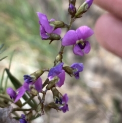 Glycine clandestina at Belconnen, ACT - 23 Sep 2023 02:46 PM