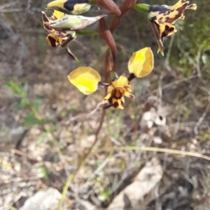 Diuris pardina at Holt, ACT - suppressed