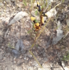 Diuris pardina at Holt, ACT - 23 Sep 2023