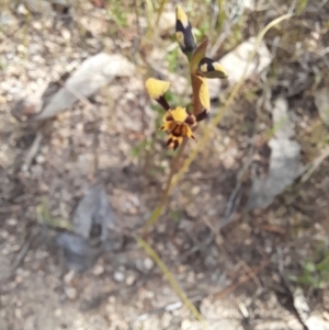 Diuris pardina at Holt, ACT - suppressed