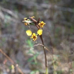 Diuris pardina at Holt, ACT - suppressed