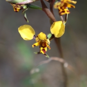 Diuris pardina at Holt, ACT - suppressed