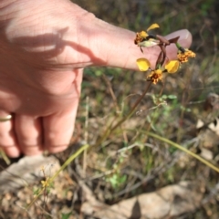 Diuris pardina at Holt, ACT - suppressed