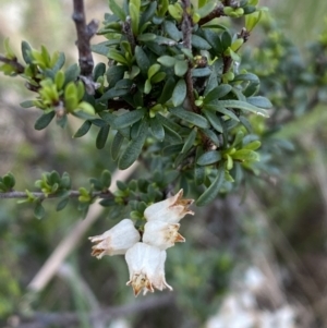 Cryptandra amara at Belconnen, ACT - 23 Sep 2023