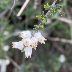 Cryptandra amara at Belconnen, ACT - 23 Sep 2023