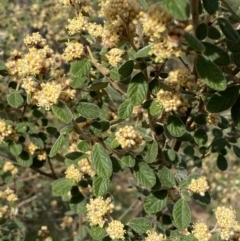 Pomaderris subcapitata at Belconnen, ACT - 23 Sep 2023 by SteveBorkowskis