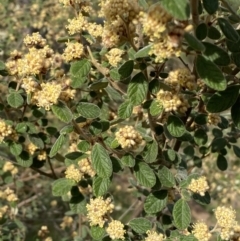 Pomaderris subcapitata at Molonglo River Reserve - 23 Sep 2023 by Steve_Bok