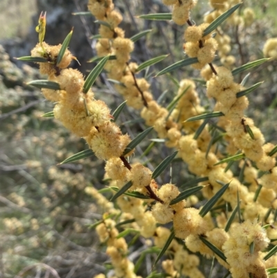 Acacia siculiformis (Dagger Wattle) at Belconnen, ACT - 23 Sep 2023 by SteveBorkowskis