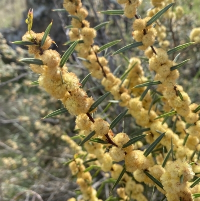 Acacia siculiformis (Dagger Wattle) at Lower Molonglo - 23 Sep 2023 by Steve_Bok