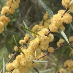 Acacia siculiformis at Belconnen, ACT - 23 Sep 2023