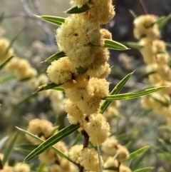 Acacia siculiformis at Belconnen, ACT - 23 Sep 2023