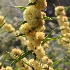 Acacia siculiformis at Belconnen, ACT - 23 Sep 2023