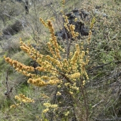 Acacia siculiformis at Belconnen, ACT - 23 Sep 2023