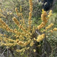 Acacia siculiformis at Belconnen, ACT - 23 Sep 2023