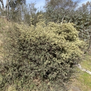 Pomaderris pallida at Belconnen, ACT - 23 Sep 2023