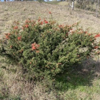 Grevillea juniperina subsp. fortis (Grevillea) at Belconnen, ACT - 23 Sep 2023 by SteveBorkowskis