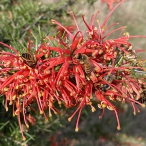 Grevillea juniperina subsp. fortis at Belconnen, ACT - 23 Sep 2023 03:13 PM