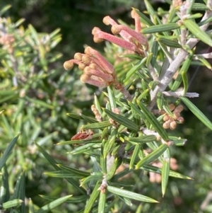 Grevillea juniperina subsp. fortis at Belconnen, ACT - 23 Sep 2023