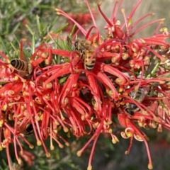 Grevillea juniperina subsp. fortis at Belconnen, ACT - 23 Sep 2023 03:13 PM