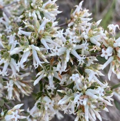 Brachyloma daphnoides (Daphne Heath) at Lower Molonglo - 23 Sep 2023 by Steve_Bok