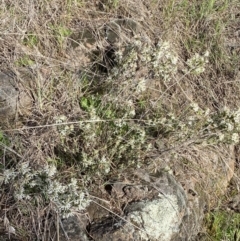 Brachyloma daphnoides at Belconnen, ACT - 23 Sep 2023