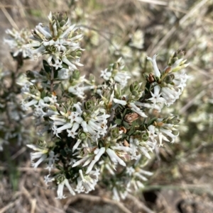 Brachyloma daphnoides at Belconnen, ACT - 23 Sep 2023