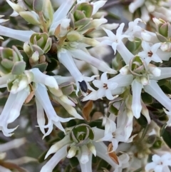 Brachyloma daphnoides at Belconnen, ACT - 23 Sep 2023