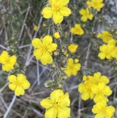 Hibbertia calycina (Lesser Guinea-flower) at Lower Molonglo Water Quality Control Centre - 23 Sep 2023 by Steve_Bok