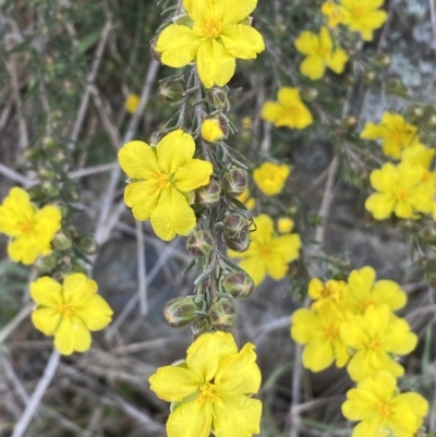 Hibbertia calycina (Lesser Guinea-flower) at Belconnen, ACT - 23 Sep 2023 by SteveBorkowskis