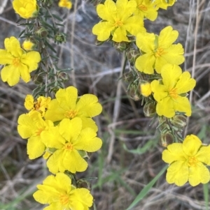 Hibbertia calycina at Belconnen, ACT - 23 Sep 2023