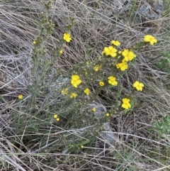 Hibbertia calycina at Belconnen, ACT - 23 Sep 2023 03:23 PM