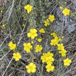 Hibbertia calycina at Belconnen, ACT - 23 Sep 2023 03:23 PM