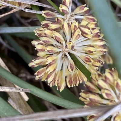 Lomandra multiflora (Many-flowered Matrush) at Belconnen, ACT - 23 Sep 2023 by SteveBorkowskis