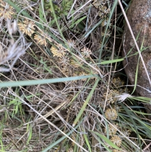 Lomandra multiflora at Belconnen, ACT - 23 Sep 2023 03:24 PM