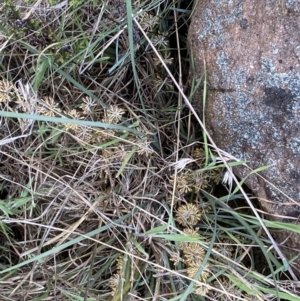 Lomandra multiflora at Belconnen, ACT - 23 Sep 2023 03:24 PM