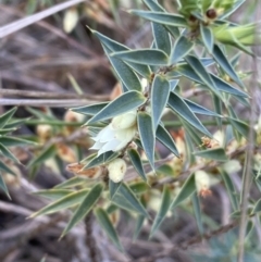 Melichrus urceolatus (Urn Heath) at Belconnen, ACT - 23 Sep 2023 by SteveBorkowskis