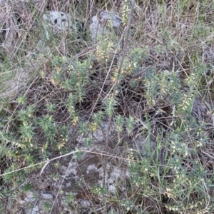 Melichrus urceolatus at Belconnen, ACT - 23 Sep 2023