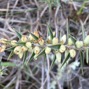 Melichrus urceolatus at Belconnen, ACT - 23 Sep 2023